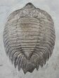 Inflated, Arctinurus Trilobite - New York #14173-1